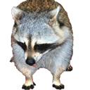 sad_raccoon Discord emoji