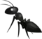 ant