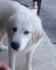 EN_pupperew Discord emoji