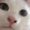loneleh_kittheh_but_white