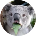 KoalaWow KoalaWow