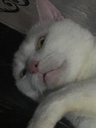 cat Discord emoji