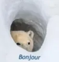bonjour