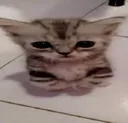 elgato