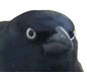 CrowOfJudgment Discord Emoji