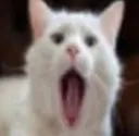 Wocat