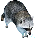 raccoon_2
