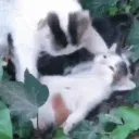 NOOO