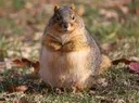 chonker