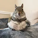 chonky