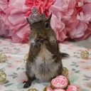 princessjill