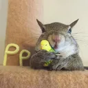 birb