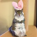 bunny