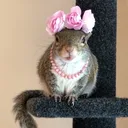 fancy