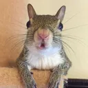 curious