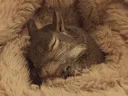 sleepy2