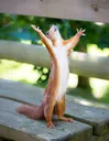 yay_yay