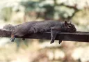 lazy_zz