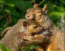 hug2