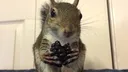 eat