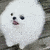 dog_kha Discord emoji