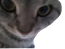 ungato
