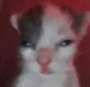 cry