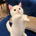 catto