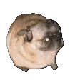 pugvibs