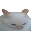 gatoflatto