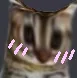 Cat Flushed Discord Emoji