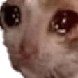 sadgecat