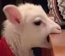 monch
