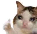 sad_cat_ok Discord Emoji