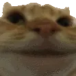 NoNo NoNo
