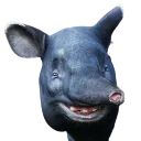 Pige
