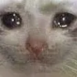 SadCatto