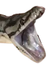 frankpog