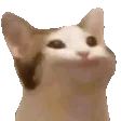 nodCat