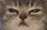 Catto_stare