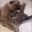 cate cate