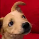 doggo