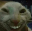 catsmile catsmile