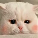 MS_SadBlush Discord emoji