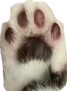 SCpaw SCpaw