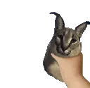 SCfloppaplease SCfloppaplease