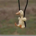 dukduk_jay dukduk_jay