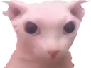 Bingus