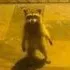 raccoon