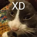 cocoXD
